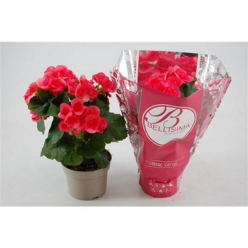 Begonia elatior hl. netja