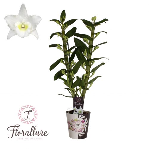 Dendrobium nobile star class apollo