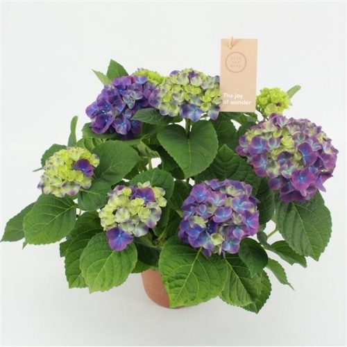 Hydrangea macr. ningbo
