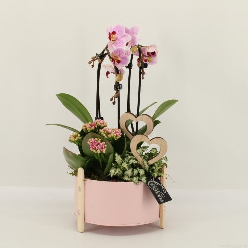 Phalrm-2022rz romantic phalaenopsis	-	3	-	Adet