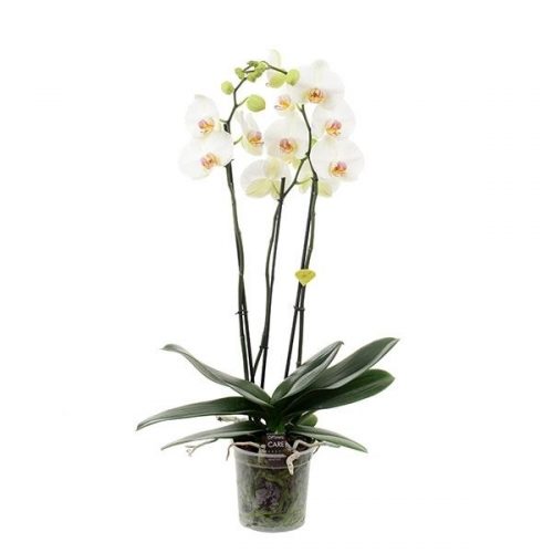 Phalaenopsis pale moonlight