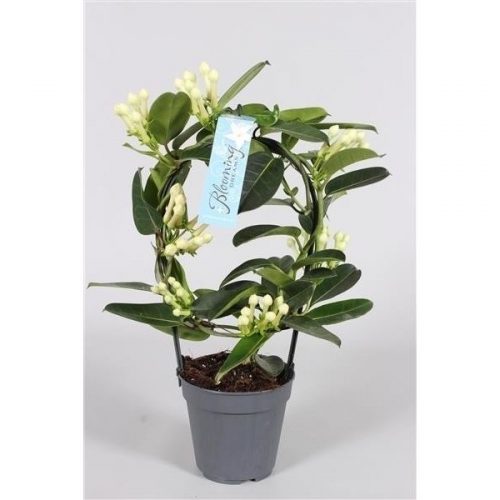 Stephanotis floribunda