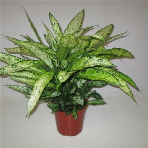 Dieffenbachia vesuvius