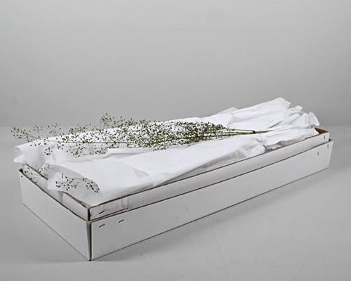 Plantago Aquatica Dried - Orch. (tak) overig