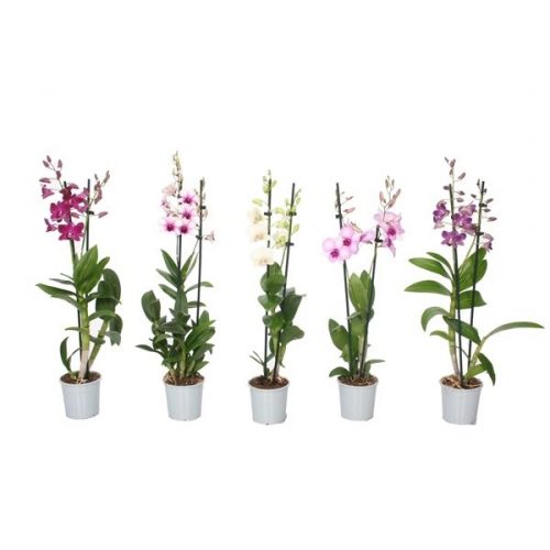 Dendrobium sa-nook mix