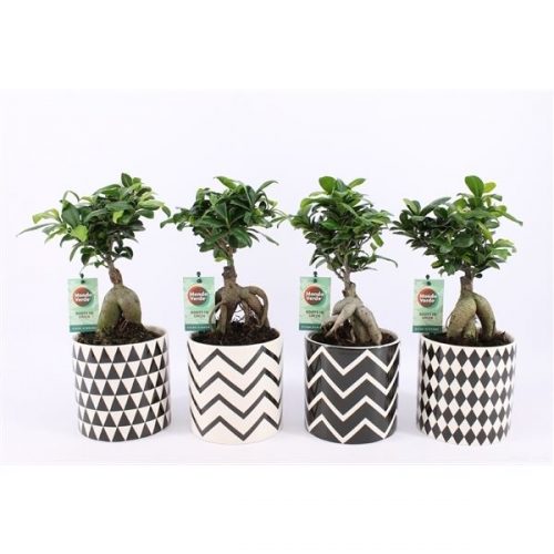 Ficus microcarpa ginseng