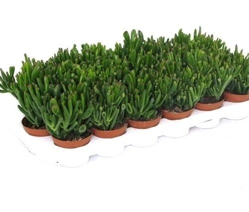 Crassula ovata hobbit hob508