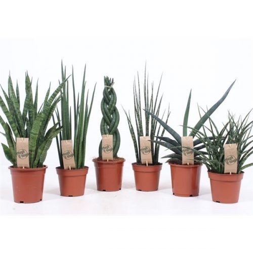 Sansevieria cylindrica mix luxe