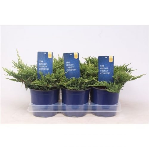 Juniperus horizontalis prince of wales