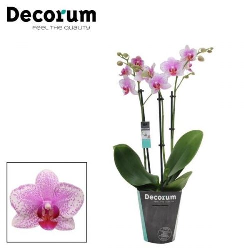 Phalaenopsis multiflora rotterdam