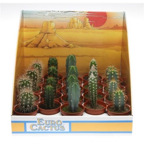 Cactus zuil mix in showdoos pv5004