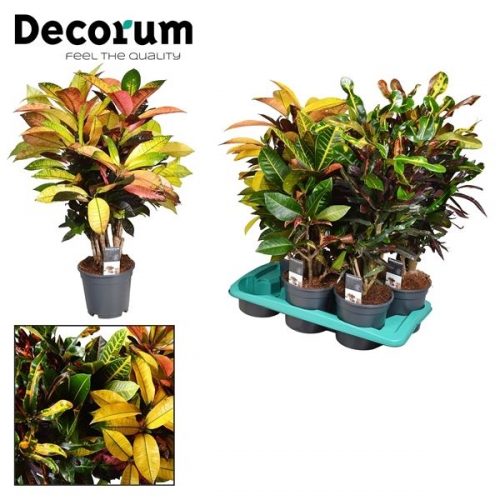 Codiaeum vertakt mix 3-4 soorten