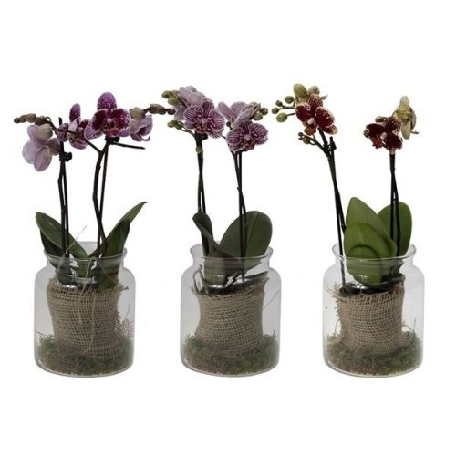 Phalaenopsis multiflora kolibri mix 12970ex