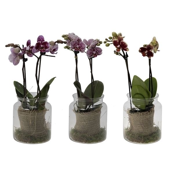 Phalaenopsis multiflora kolibri mix 12970ex 1 Phalaenopsis multiflora kolibri mix 12970ex