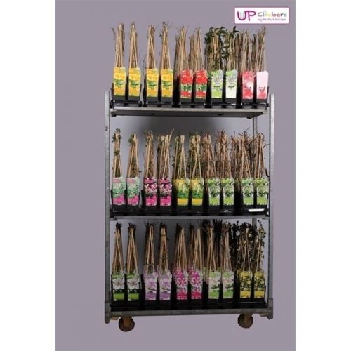 Klimplanten mix cc compleet