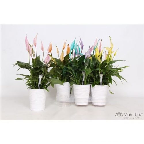 Spathiphyllum bellini ultimo colorz col12011