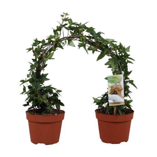 Hedera helix groen