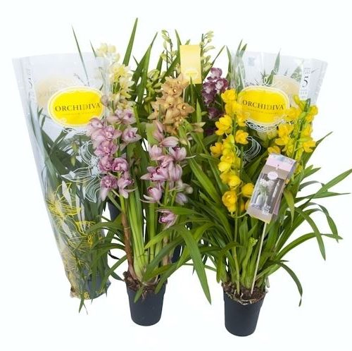 Cymbidium mix