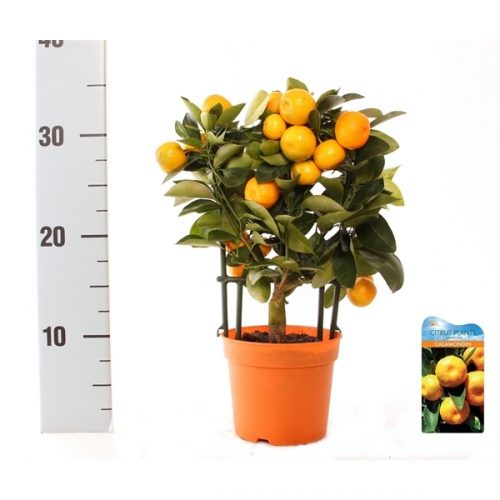 Citrus calamondin