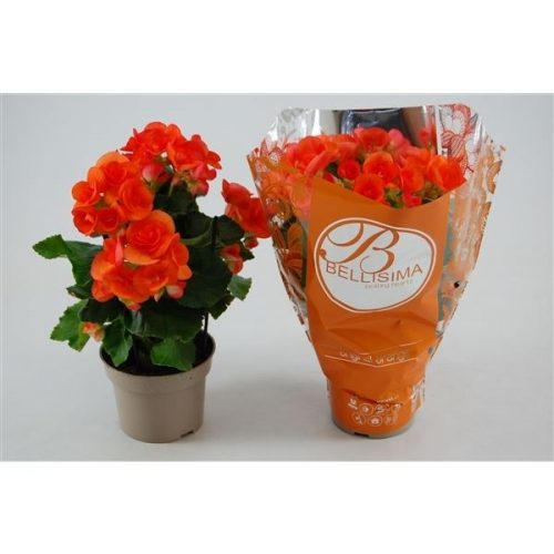 Begonia elatior du. batik