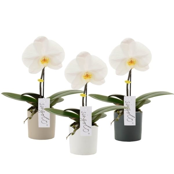 Phalaenopsis singolo wit siwm 1 Phalaenopsis singolo wit siwm