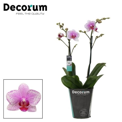 Phalaenopsis multiflora rotterdam