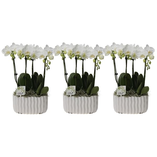 Phalaenopsis multiflora kolibri wit 14280wh 1 Phalaenopsis multiflora kolibri wit 14280wh