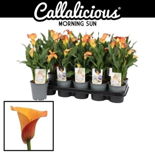 Zantedeschia morning sun