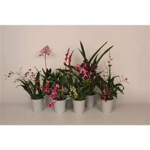 Oncidium mix