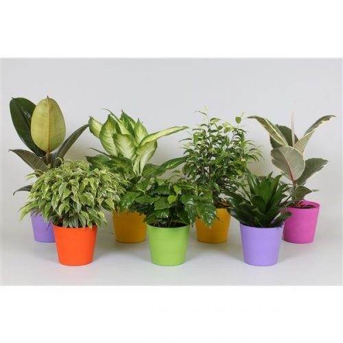 Arrangementen kamerplanten mix