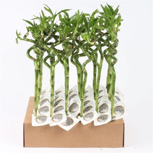 Dracaena lucky bamboo spiraal 40 cm