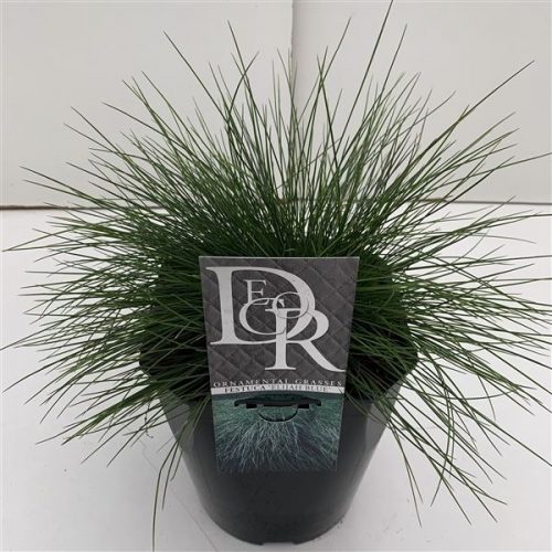 Festuca glauca