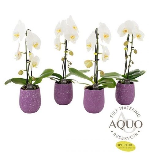 Phalaenopsis wit fontano no.9