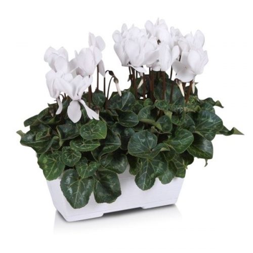 Cyclamen ton sur ton in wit duobakj