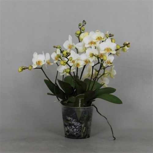 Phalaenopsis lausanne