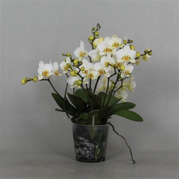 Phalaenopsis lausanne 1 Phalaenopsis lausanne