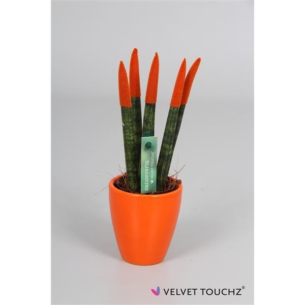 Sansevieria cylindrica spaghetti