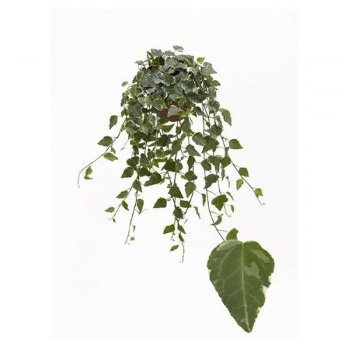 Hedera helix tamara