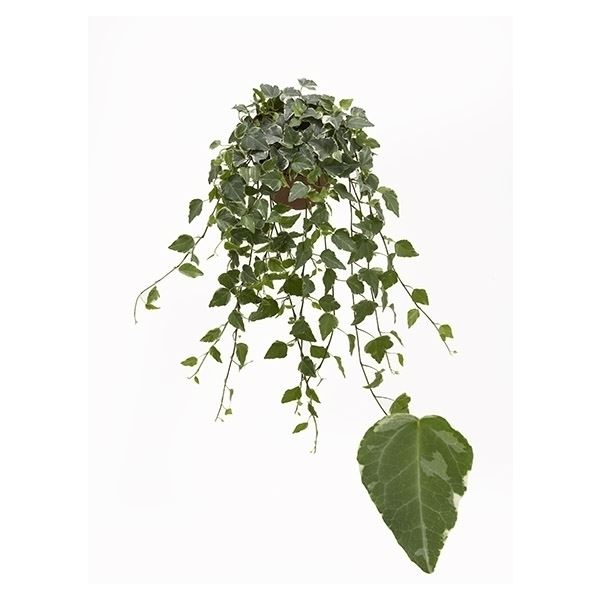 Hedera helix tamara 1 Hedera helix tamara