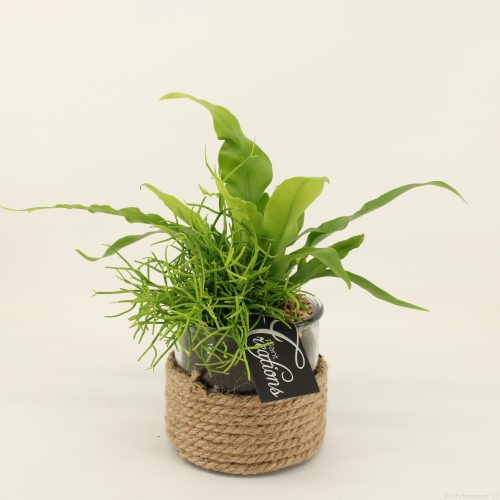 Grcr-2031 green creations	-	6	-	Adet