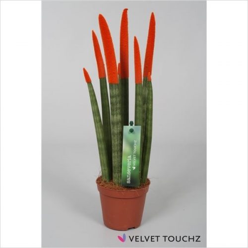Sansevieria cylindrica spaghetti velvet svt09zk09