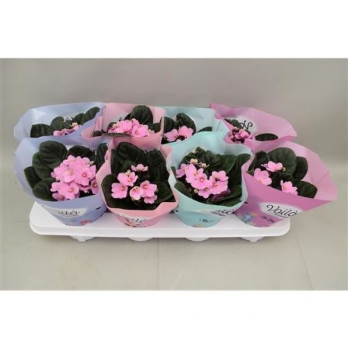 Saintpaulia licht roze