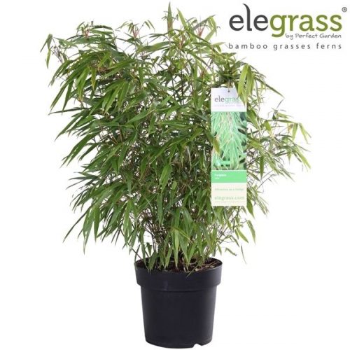 Fargesia rufa