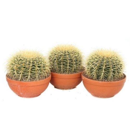 Echinocactus grusonii can21