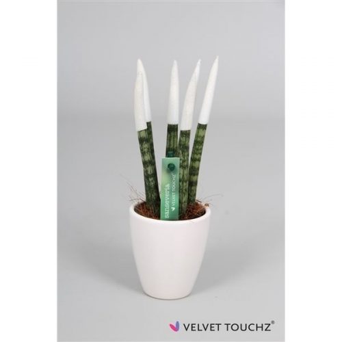 Sansevieria velvet touchz