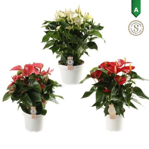 Anthurium andr. white champion