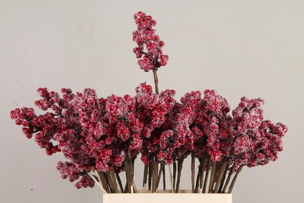 Stick Berries Ilex Red+ice - Decoratiemateriaal (h%) 1 Stick Berries Ilex Red+ice - Decoratiemateriaal (h%)