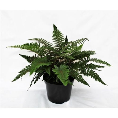 Polystichum polyblepharum