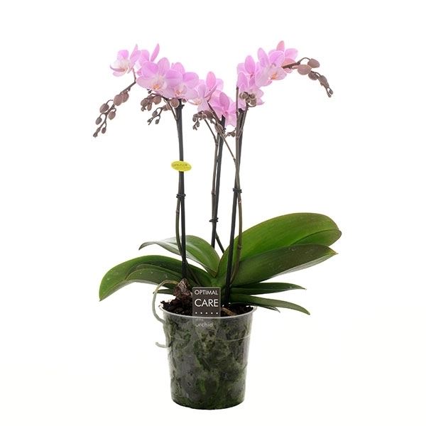 Phalaenopsis multiflora f4482 1 Phalaenopsis multiflora f4482