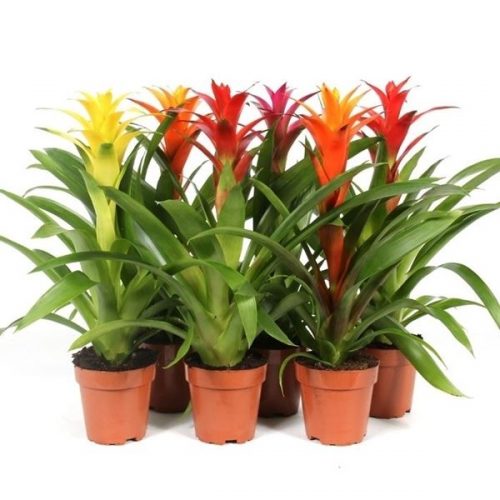 Guzmania mix sunnies